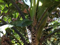 2017-04-07 10-40-05 eba4ecdd  alien-looking plants